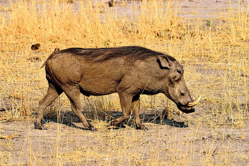 Warzenschwein/Nasenwild von Merijn Loch