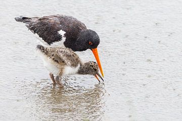 Oystercatcher with young by Anja Brouwer Fotografie