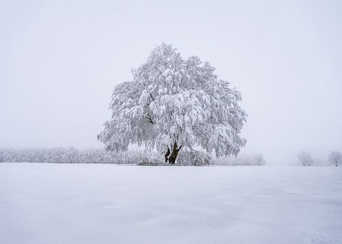 Winterwonderland von Willi Schubert