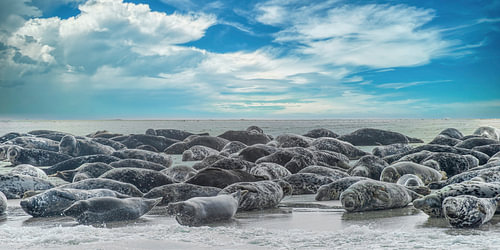 Les phoques gris de la mer des Wadden sur Arthur Batenburg