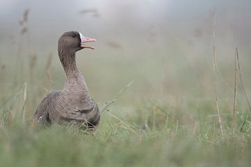 Greater White-fronted Goose ( Anser albifrons ), adult, resting, sitting in high grass of a meadow, 