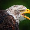 Seeadler im Profil von Friedhelm Peters