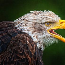 Zeearend profiel van Friedhelm Peters