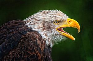 Profil de l'aigle de mer