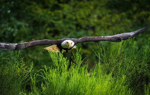 Ein Weisskopfseeadler im Flug im Saarland
