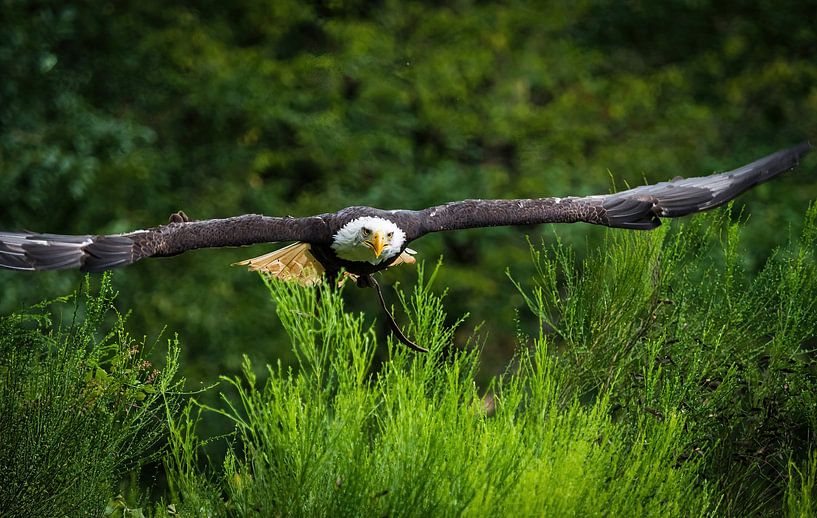 A bald eagle in flight in Saarland by Wolfgang Unger