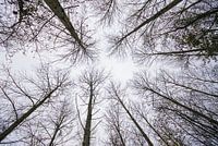 Cimes nues contre le ciel