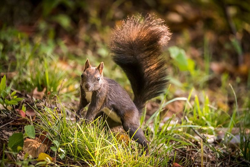 Squirrel by Bart Vodderie