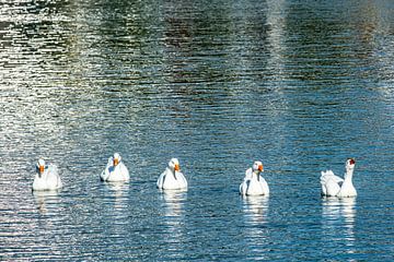 Witte ganzen in het meer van Dieter Walther