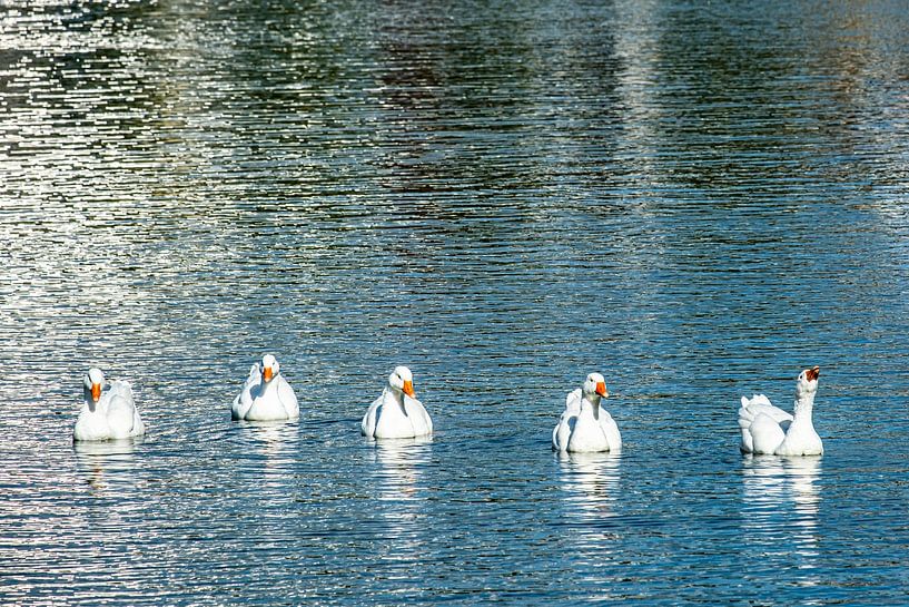 Oies blanches dans le lac par Dieter Walther