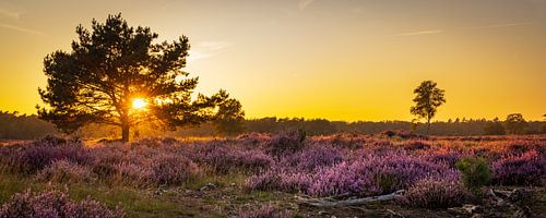 Panorama bloeiende heide tijdens zonsondergang