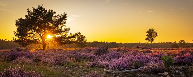 Panorama de la lande fleurie au coucher du soleil par Hilda Weges
