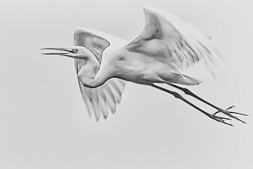 Flying egret