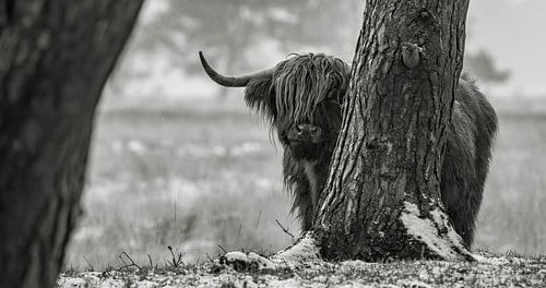 Highlander écossais 24 sur Jan Peter Nagel