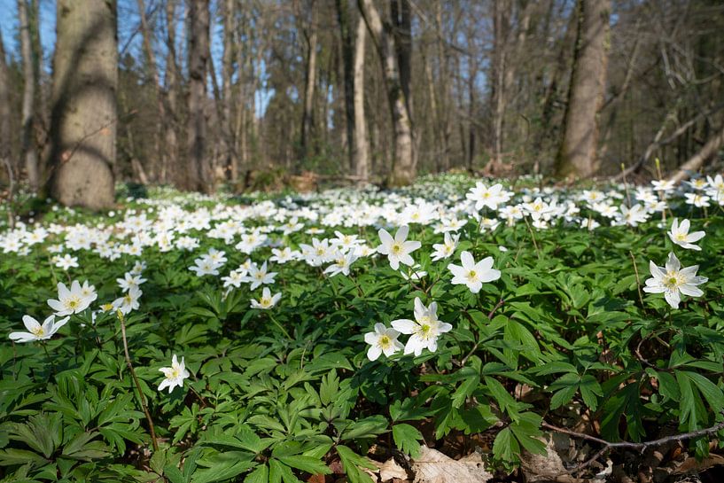 Buschwindröschen, Anemone nemorosa von Alexander Ludwig