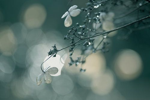 Delicate