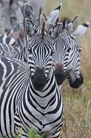 zebra row