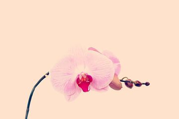 GENTLE ORCHID I von Pia Schneider