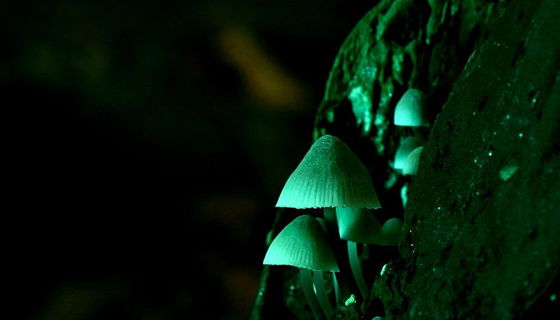 Mushrooms by Mark Bos