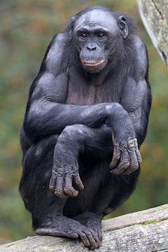 Bonobo van Edwin Butter