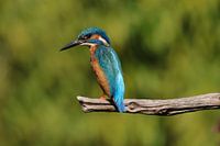 Ijsvogel
