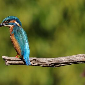 Kingfisher by Rodney Pauwels
