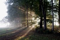 Zonnestralen schijnen door het bos
