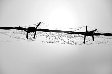 Lonely barbed wire by Arno Wolsink