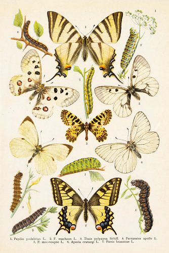 Plaat met 7 vlinders in wit en gele tinten.