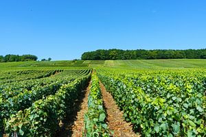 Vastes vignobles en France sur Jeroen Berendse