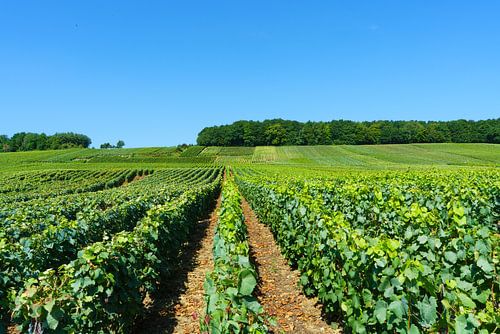 Uitgestrekte wijnranken in Frankrijk