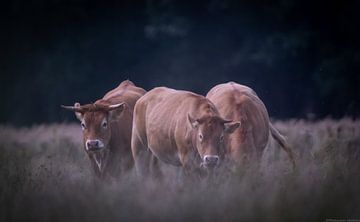 Koeien Drenthe van Anne Marije Hoekstra