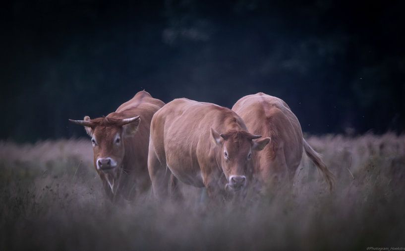 Cows Drenthe by Anne Marije Hoekstra