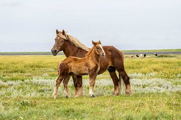 Paard en veulen in een polder in Groningen