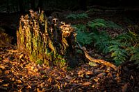 Paddenstoelen, herfst 2015