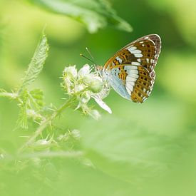 The lesser kingfisher butterfly by Danny Slijfer Natuurfotografie