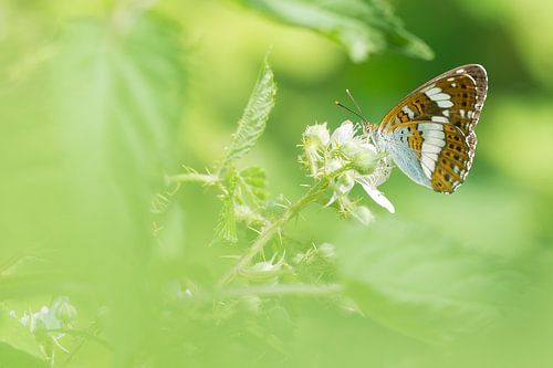 De Kleine ijsvogelvlinder