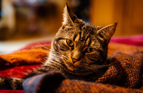 Christmas Star Badhoux