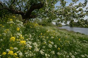 Bloeiend Appeldijkje Betuwe