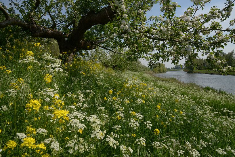 Bloeiend Appeldijkje Betuwe by Gerard Veerling
