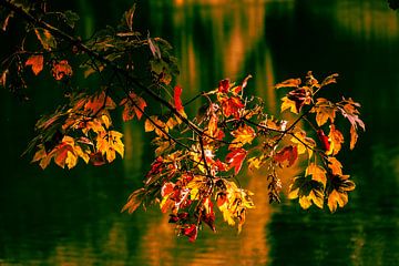 Autumn leaves of the maple by Dieter Walther