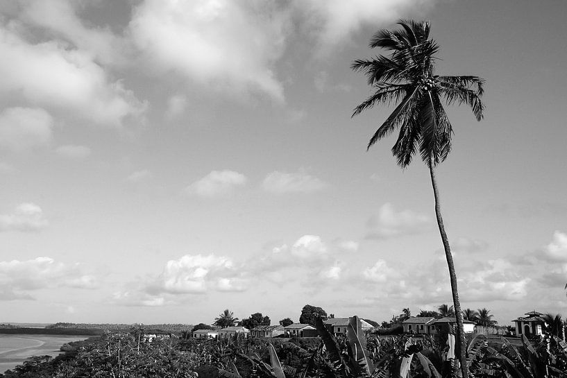 Palm tree - Alcantara, Brazil by Adriano Oliveira