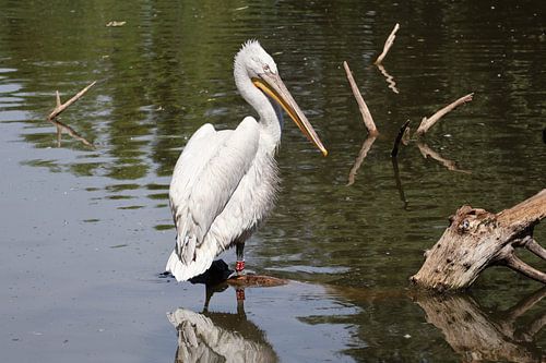Animals and Nature