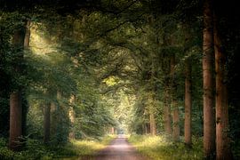 Sollen wir tanzen? von Kees van Dongen