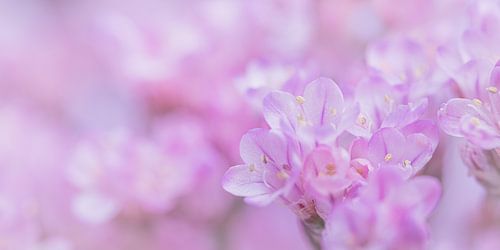 Panorama van roze bloemetjes