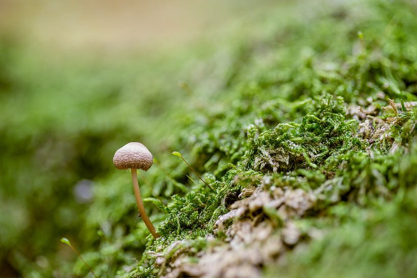 Un petit champignon dans la forêt par Marcel Derweduwen