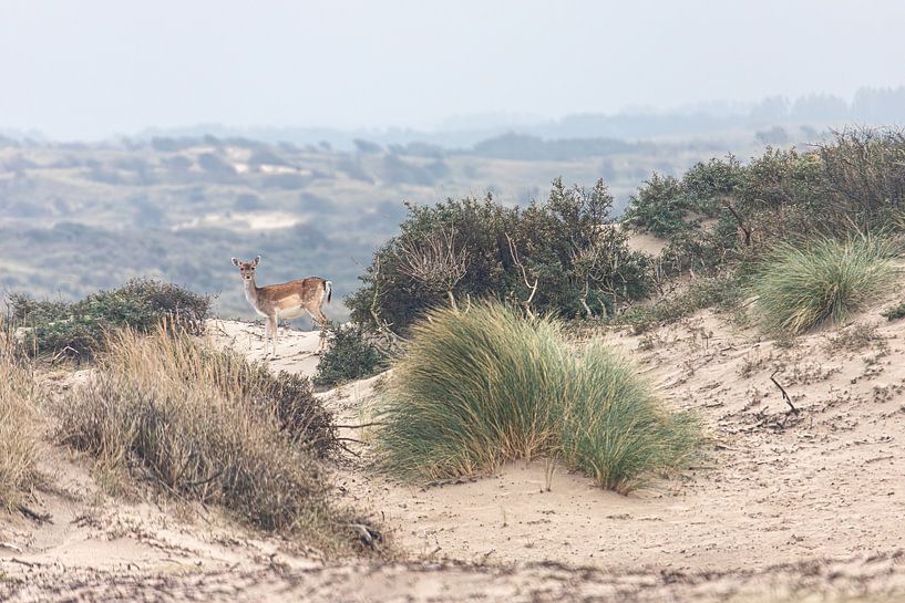 Cerf dans les dunes par Yanuschka | Fotografie Noordwijk