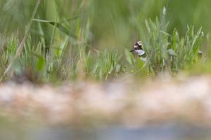 Seeregenpfeifer versteckt sich hinter dem Gras