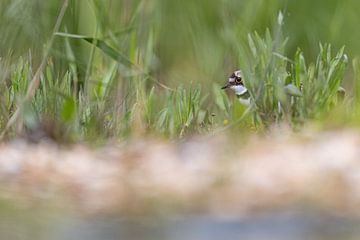 Kleine Plevier verstopt achter het gras