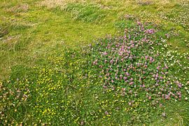 Blumenwiese von Bo Valentino